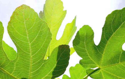 Fig Leaf Tea - For Lowering Glucose, Cholesterol, and Triglycerides... and more Fig Leaf Tea, Cholesterol Symptoms, Milk Nutrition, Tea Health, Cholesterol Remedies, Fig Leaf, Fig Recipes, Tea Health Benefits, Cholesterol Lowering Foods