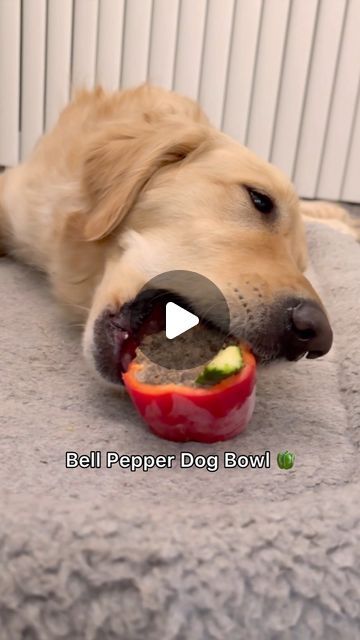 Mika | Golden Retriever on Instagram: "If your dog chews up enrichment toys like kongs and lick mats, this bell pepper enrichment is my go-to solution✅  Bell peppers are rich in vitamins A, C, E, B6, and lutein. They are great for skin, coat, and eye health. This is one of the best ways to give your dog enrichment on a budget and no waste! Try it out🤩  🏷️15MIKA15 to save @openfarmpet   #enrichmentfordogs #dogenrichment #dogtips #dogtrainingtips #ditchthebowl" Bell Pepper Dog Treats, Dog Enrichment Ideas, Dog Raw Diet, Pet Snacks, Healthy Dog Treats Homemade, Doggie Treats, Dog Enrichment, Puppy Treats, Enrichment Activities