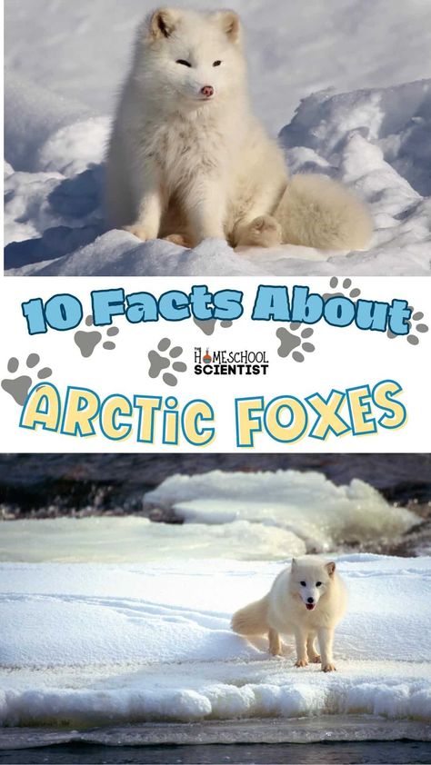 10 Facts About Arctic Foxes. Covers habitat, physical characteristics, adaptations, mating and birthing. Perfect for writing reports or prepping a lesson on arctic animals. Arctic Fox Facts, Artic Tundra, Fox Habitat, Writing Reports, Arctic Habitat, Fox Eat, Arctic Foxes, Arctic Tundra, Physical Characteristics