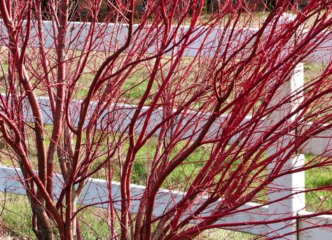 Red_twig_dogwood Red Twig Dogwood, Twig Dogwood, Privacy Trees, Landscaping Trees, Privacy Plants, Tree Planters, Privacy Landscaping, Backyard Privacy, Dogwood Trees