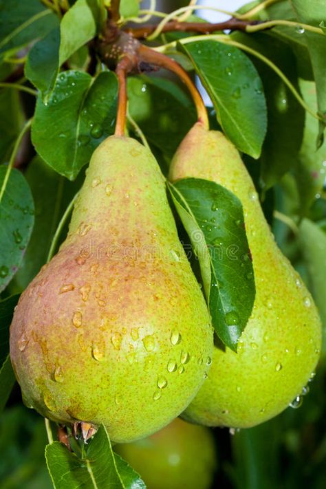 Pear Aesthetic, Benefits Of Pears, Fruit Photos, Pea Trellis, Cherry Plant, Growing Fruit Trees, Fruits Photos, Pear Fruit, Fruits Images