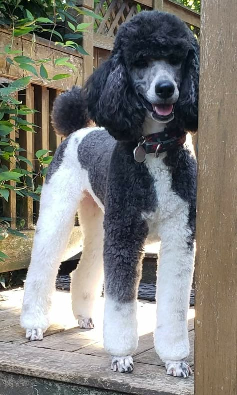 Standard Poodle Puppy Haircut, Black Standard Poodle Haircut Styles, Standard Poodle Haircut Styles, Poodle Summer Cut, Poodle Asian Fusion, Toy Poodle Asian Fusion, Poodle Haircut Styles, Standard Poodle Haircuts, Black Poodle Dyed Hair