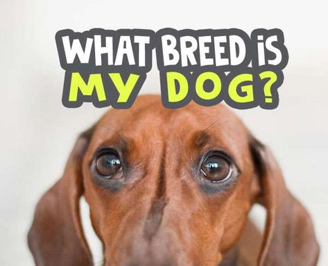 Start What breed is my dog quiz – Are you a dog lover or expert in identifying what kind of dog breed based on pictures? Well knowing more about our dog’s breed can help we understand everything from health, to why he freezes up anytime he sees a squirrel. As dog lovers, – you and I or may be many people – we all have our favorite breeds. Although you have favorite breeds, determining which is the most popular breed of all is an extremely difficult task. Now, We want to test... Dog Breed Quiz, Dog Quiz, Spirit Animal Quiz, Types Of Dogs Breeds, Dog Breed Names, Animal Quiz, What Kind Of Dog, Dogs Breeds, Kinds Of Dogs