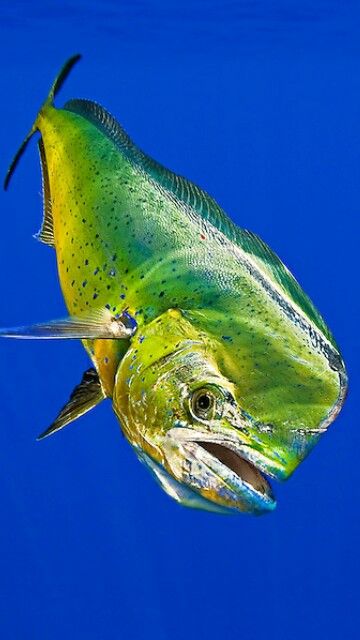 Mahi-mahi Mahi Mahi Pictures, Mahi Mahi Fish, Mahi Fish, Dolphin Fish, Fish Artwork, Salt Water Fishing, Salt Water Fish, Cool Fish, Saltwater Fish