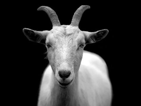 Cabra Animales Cuernos Blanco Y - Foto gratis en Pixabay Goat Health, Goat Herding, Goat Care, Goat Barn, Raising Goats, Cute Goats, A Goat, Stunning Photography, Photography Wall