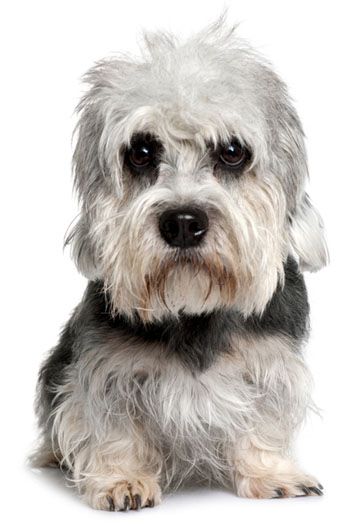 Dandie Dinmont Terrier...poor baby. Dandie Dinmont Terrier, Dog Breeds List, Terrier Breeds, Love My Dog, Terrier Puppies, White Dog, Small Dog Breeds, Terrier Dogs, Little Dogs