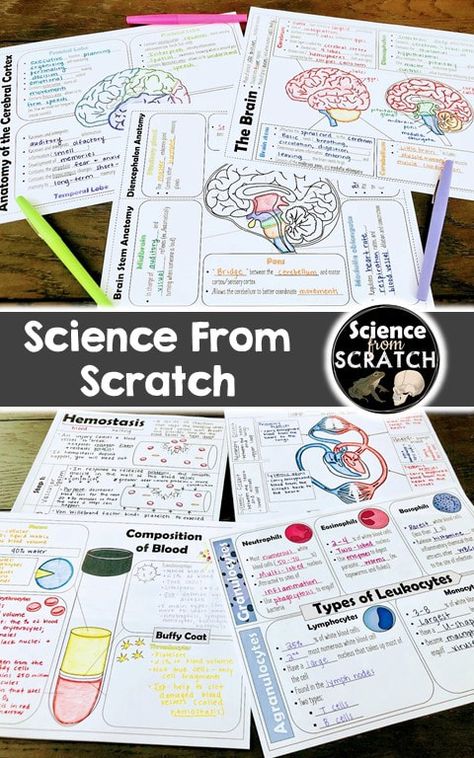 Science Notes Design, Openscied Classroom, 6 Grade Science, Grade 6 Science Notes, Science Notes Ideas Middle School, Density Notes, 8th Grade Science Classroom, Science Notebook Ideas, Biology Doodle Notes