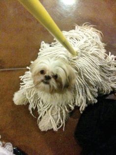 Shih Tzu mop. Now I've seen everything. And can be used after Halloween for clean up Mop Dog, Teenage Halloween Costumes, Perro Shih Tzu, Chien Shih Tzu, Shih Tzu Grooming, Dog Halloween Costumes, Shih Tzu Puppy, Shih Tzu Dog, White Dog