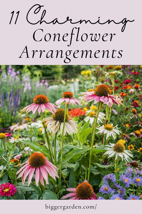 Transform your garden with echinacea flower arrangement ideas using pink coneflower and other types of echinacea. These designs include Echinacea purpurea, bright flowers, and dog-friendly plants, offering a beauty and grace with a thoughtfully crafted list of flowers for any season. Purple Coneflower Companion Plants, Dog Friendly Plants, Echinacea Flower, Purple Coneflower, Poppy Pods, Cone Flowers, Fountain Grass, Companion Plants, Garden Pest Control