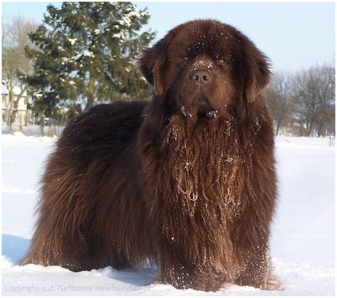 Brown Newfoundland Dog, Brown Newfoundland, Big Dogs Breeds, Biggest Dog In The World, Pet Anime, Biggest Dog, Newfoundland Puppies, Beautiful Dog Breeds, Dog Angel