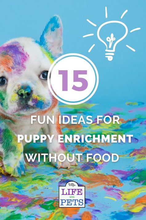 Enrichment For Puppies, Puppy Entertainment Ideas, Puppy Enrichment, Easy Dog Enrichment, Puppy Enrichment Ideas, Homemade Enrichment Toys For Dogs, Enrichment Activities For Puppies, Dog Enrichment Ideas, Cheap Dog Enrichment