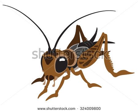 cartoon cricket bug Cricket Bug, Dragon Tattoo Vector, Cricket Insect, Bug Cartoon, Elephant Black And White, Bat Vector, Horse Outline, Wild Animals Vector, Deer Vector