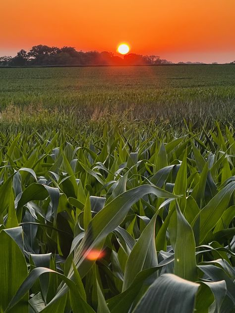 Agriculture Photography Farmers, Agriculture Aesthetic, Agriculture Pictures, Corn Farm, Agriculture Photography, Agriculture Photos, Rural Photography, Country Backgrounds, Farm Pictures