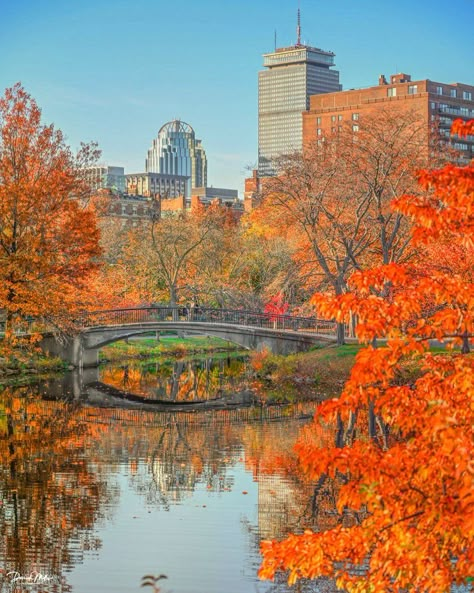 Charles River Esplanade, Boston Watercolor, Boston In The Fall, Boston Fall, Boston Poster, Cozy Scandinavian, Saints And Sinners, Boston Strong, Charles River