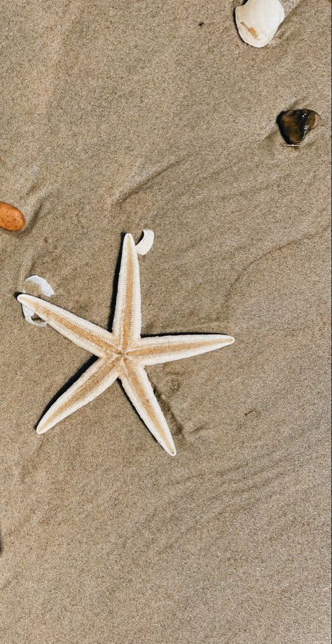 Starfish Pictures On The Beach, Starfish Wallpaper Iphone, Beach Theme Wallpaper, Starfish Aesthetic, Summer Beach Wallpaper, Decent Wallpapers, Sea Stories, Iphone Wallpaper Stills, Water Background