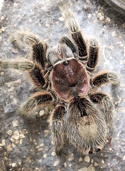 Chile rose tarantula Rose Hair Tarantula, Rose Tarantula, Halloween Images, Rose Hair, Spiders, Pretty Things, Pet, Halloween, Hair