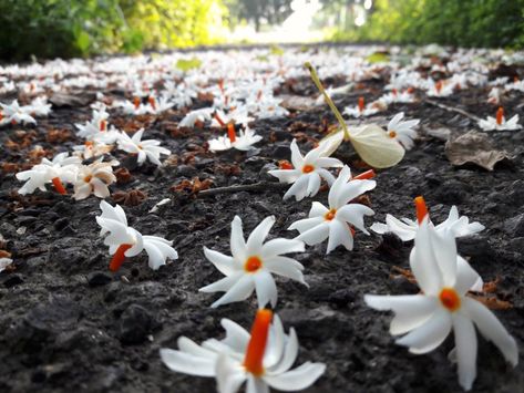 The Autumn Vistors - Night Jasmines: #MondayMusings #MondayBlogs Parijat Flower, Jasmine Tree, Popular Plants, Letting People Go, Art Of Letting Go, Durga Painting, Watercolor Flowers Tutorial, Indian Flowers, Flowers Photography Wallpaper