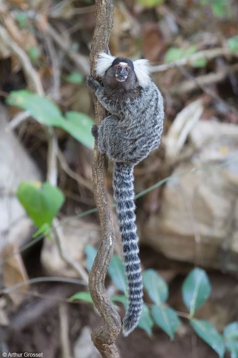 Common Marmoset (Callithrix jacchus) Monkey Marmoset, Silvery Marmoset, Marmot Animal, Pygmy Marmoset Monkey, Megaloceros Giganteus, Common Marmoset, Marmoset Monkey, Pygmy Marmoset, Monkey Species