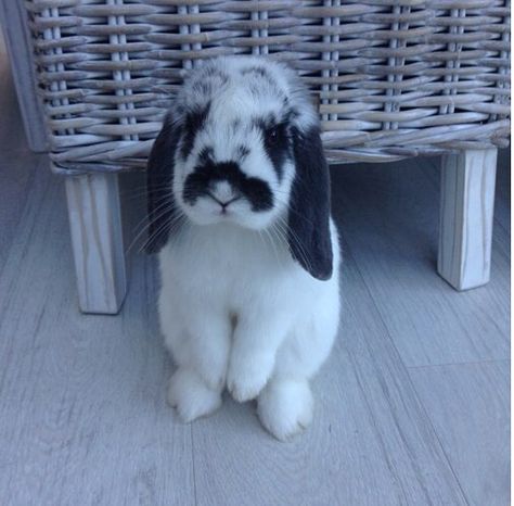 My super cute English Spot rabbit with lops 💕 English Spot Bunny, English Lop Rabbit, English Spot Rabbit, English Lop, French Lop, Lionhead Bunny, Sketch Reference, Odd Stuff, Animal Pics