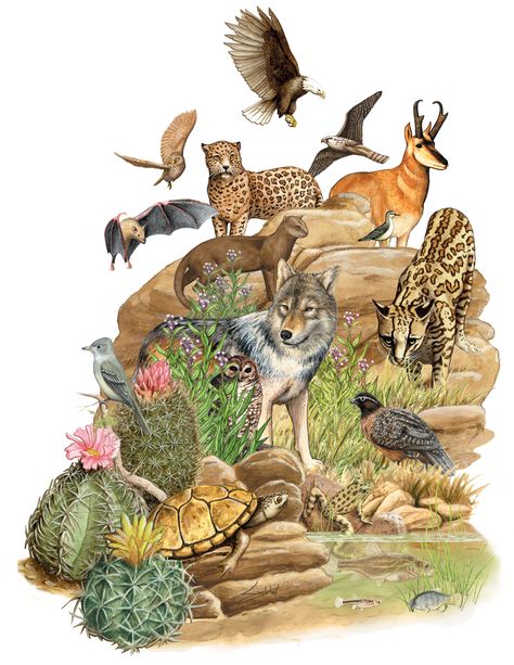 Threatened and Endangered Species of Pima County - © Bill Singleton Endangered Species Art, Desert Animals, Ancient Pottery, Endangered Animals, Sonoran Desert, Wildlife Conservation, Endangered Species, Mural Art, Native Plants