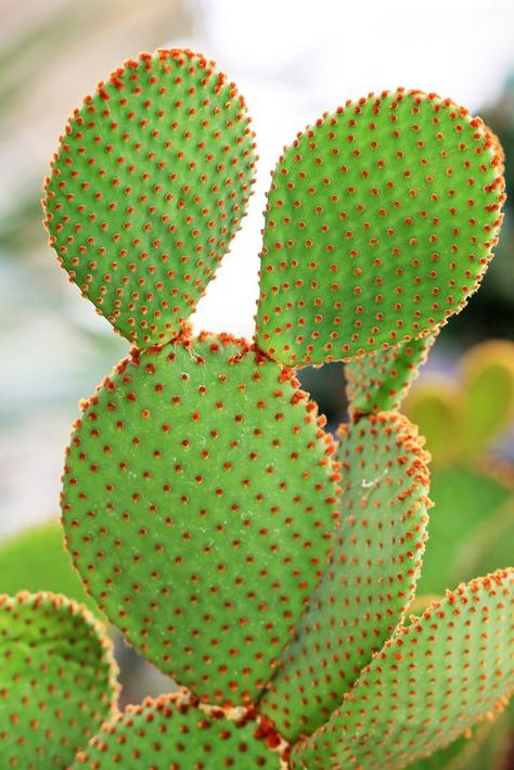 Types Of Cactus Plants, Indoor Cactus Plants, Fairy Castle Cactus, Bunny Ear Cactus, Kaktus Dan Sukulen, Opuntia Cactus, Opuntia Microdasys, Easter Cactus, Succulent Garden Indoor