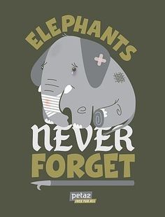 Elephants remember-Facts about circuses Elephant Rescue, Animals Rescue, Animals Quotes, Animals Poster, Elephants Never Forget, Circus Elephant, Circus Animals, Stop Animal Cruelty, Elephant Love