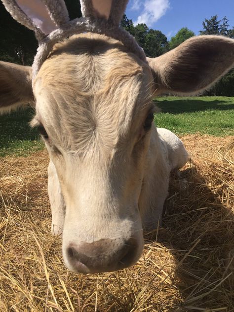 Cow Ears, Bunny Ears, Stressed Out, A Pic, Bunny Ear, Beautiful Photo, Moose, Cow, Cute Animals