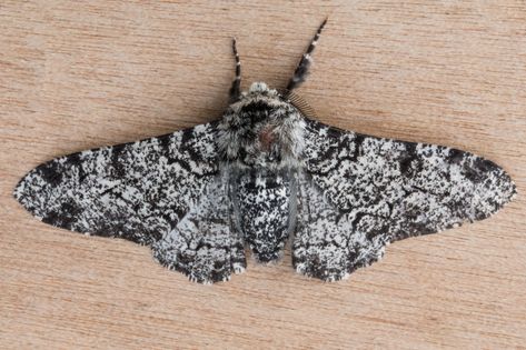 Peppered Moth | Moth trap, Pilling Lane, Lancashire, UK. | Paul Ellis | Flickr Betty Tattoo, Uk Moths, Peppered Moth, Hedda Gabler, Tattoo Inspo, Pierre Cardin, Dnd Characters, Inspirational Tattoos, Yule