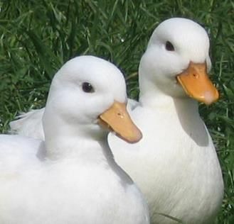 Call Ducks, Call Duck, Pet Duck, Pretty Animals, Cottagecore Aesthetic, The Grass, Nature Aesthetic, Cute Little Animals, 귀여운 동물