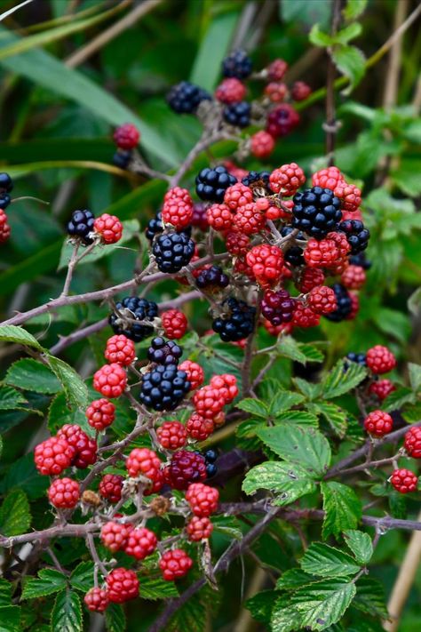 Wild Fruits And Berries, Wild Berries Aesthetic, Grandmother Spider, Jamming Aesthetic, Blackberry Picking, Blackberry Crumble, Forest Village, Types Of Berries, Blackberry Pie