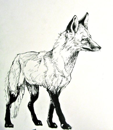 Fox Ink Drawing, Hair Ink Drawing, Fox Sketch, Animal Pictures For Kids, Fox Tattoo Design, Funny Animals With Captions, Fox Tattoo, Canine Art, Bristol Board