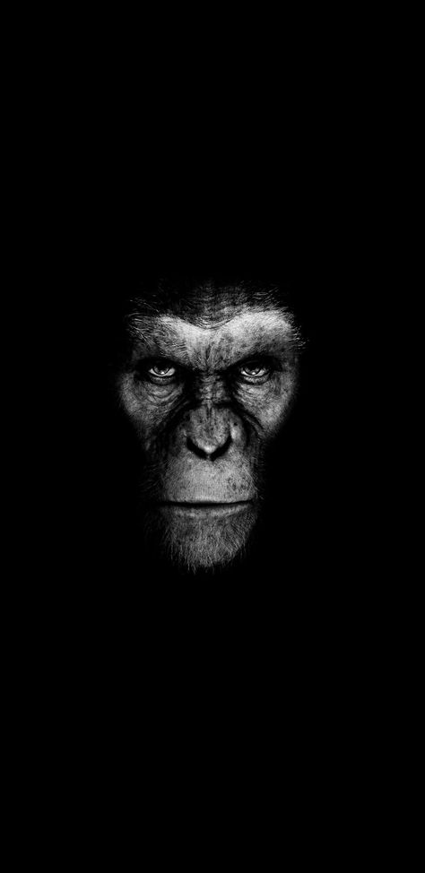 The monkey. Black and white wallpaper for the QuadHD phone displays. Black Monkey Wallpaper, Always On Display Wallpaper Samsung, Monkey Wallpaper Iphone, Monkey Black And White, Gorilla Wallpaper, Monkey Photography, Cement Ideas, Monkey Wallpaper, Black And White People