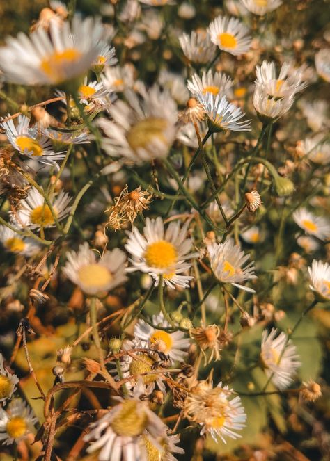 Field chamomiles in September. Autumn 2023 September Autumn, Autumn 2023, Autumn Nature, Autumn Landscape, Autumn Aesthetic, Fall Photos, The Grass, Late Summer, City Streets