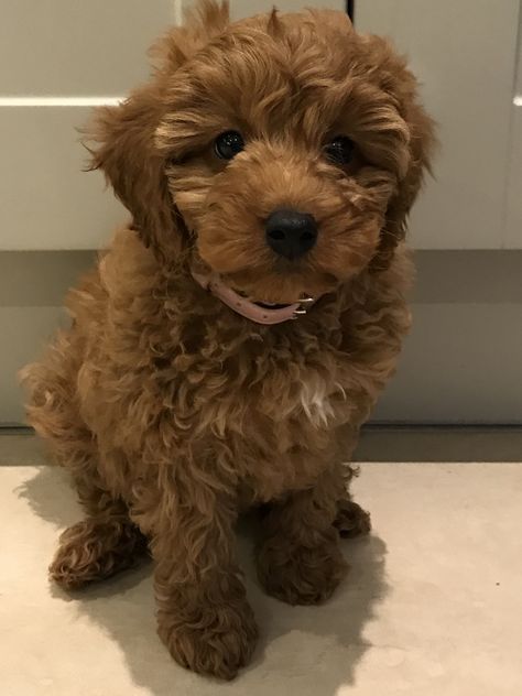 Our gorgeous Star 💞🌟  Red cavapoo Red Cavapoo, Dream Puppy, Puppy Fever, Toy Poodle Puppy, Cavapoo Puppies, Living The Good Life, Dog Cuts, Poodle Puppy, Toy Poodle