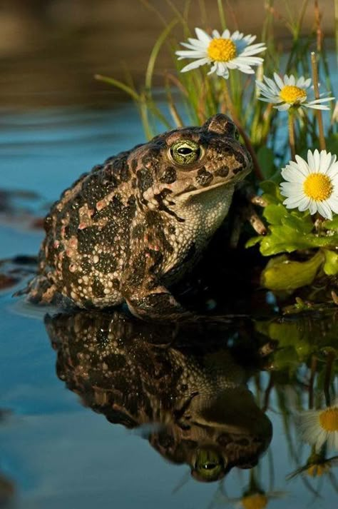 Toad Pond Life, Funny Frogs, Salamanders, Frog And Toad, A Frog, Reptiles And Amphibians, The Pond, Lizards, Toad