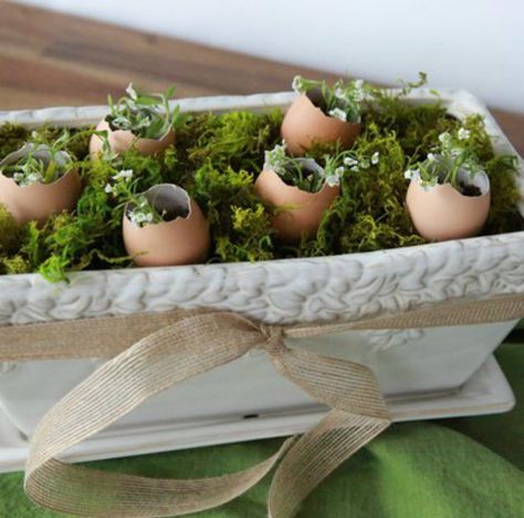 Our eggshell Easter centerpiece can go right from your table to the garden by planting the seedlings, eggs and all. - Everyday Dishes & DIY Egg Shell Planters, Easter Creative, Easter Bunny Cookies, Diy Dish, Easter Decorating, Everyday Dishes, Easter Eggs Chocolate, Easter Eggs Diy, Spring Equinox