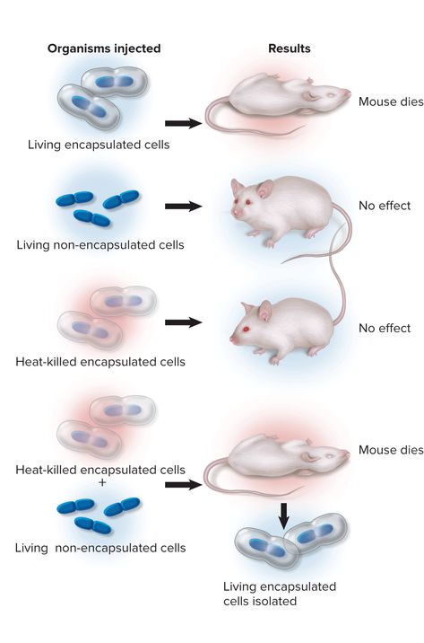 Demonstration of Genetic Transformation Anaerobic Respiration, Beast Wallpaper, Biology Art, Medical Laboratory Science, Biology Teacher, Biology Lessons, Genetic Engineering, Teaching Biology, Science Notes