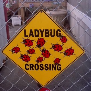 Ladybug Crossing, Ladybug Aesthetic, A Ladybug, Lady Bugs, Make Me Happy, Miraculous Ladybug, Pretty Pictures, Little Things, Make Me Smile