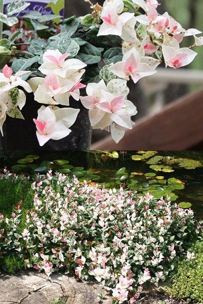 Asiatic Jasmine, Asian Jasmine, Rose Nursery, Shade Garden Plants, Jasmine Plant, Plant Zones, Buy Plants Online, Heirloom Roses, Crape Myrtle