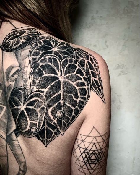 ANTHURIUM DARK LEAVES cover up . blast over tattoo . done in BERLIN a couple of years ago 🖤 I’ve covered up with Anthurium dark leaves some part of the existing sketch style elephant not done by me. Hit me up if you are interested in some Dark Leaves project to cover up or blast over an old tattoo! . . tattoo bookings and illustration commissions at i n f o @ s u b l i q u i d a . c o m . art prints and clothing collection at s u b l i q u i d a . e t s y . c o m . next travels GENOVA NANTE... Dark Leaves Tattoo, Caladium Tattoo, Anthurium Tattoo, Leaves Project, Blast Over Tattoo, Jungle Tattoo, Dark Leaves, Vine Tattoo, Leaf Projects