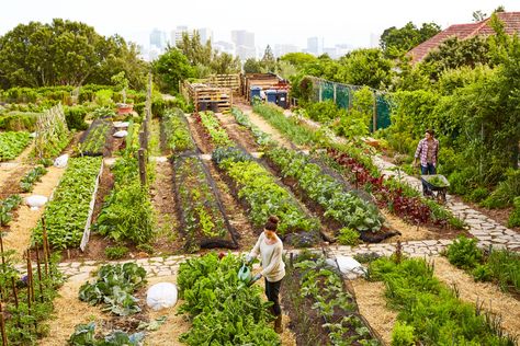 Victory Garden, Organic Vegetable Garden, Garden Wallpaper, Market Garden, Starting A Garden, Home Vegetable Garden, Organic Gardening Tips, Vegetable Garden Design, Community Gardening