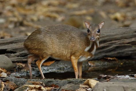 Lesser Mouse-deer_15-02-04_IMG_6960_Def DB - Dave Curtis Chevrotain Animal, Hooved Animals, Mouse Deer, Deer Crossing, Living Fossil, Deer Family, Sharp Teeth, Animals Of The World, Cute Friends