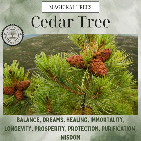 Willow Witchcraft Cedar Witchcraft, Tree Witchcraft, Forest Therapy, Flower Symbolism, Witchy Garden, Herbal Education, Earth Magic, Forest Witch, Cedar Tree