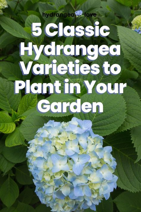 Explore five classic hydrangea varieties that bring timeless beauty and rich color to any garden. Find out why these beloved favorites are ideal for creating a stunning, low-maintenance landscape. Incrediball Hydrangea Care, Transplanting Hydrangeas, Hydrangea Flower Bed, Hydrangea Shade, Incrediball Hydrangea, Hydrangea Tree, Hydrangea Landscaping, Hydrangea Varieties, Endless Summer Hydrangea