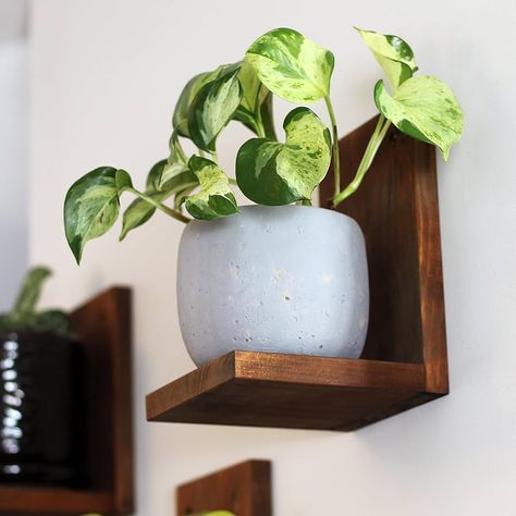 Amazon.com: Daniel's Plants Indoor Plant Wall Gallery Shelf Kit | Midcentury Modern Wooden Shelves | Wall Mounted Plant Shelf | L Shaped Floating Shelves | Solid Wood Wall Planter Shelf | 3 Pack (Moonlight White) : Home & Kitchen Wall Gallery With Shelves, Floating Shelf Plant Wall, Kitchen Shelf Wall, Wall Shelf Plants, Gallery Wall Ideas With Shelves, L Shaped Floating Shelves, Long Shelf Decor, Wall Shelf For Plants, Wooden Plant Shelves