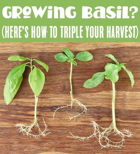 How to Grow Basil from Clippings Grow Basil From Clippings, How To Grow Basil From Clippings, How To Cut Herbs From Plant, How To Cut Basil From Plant, Easy Herb Garden, Propagate Basil, Herbs Medicine, Basil Garden, Veggies Garden