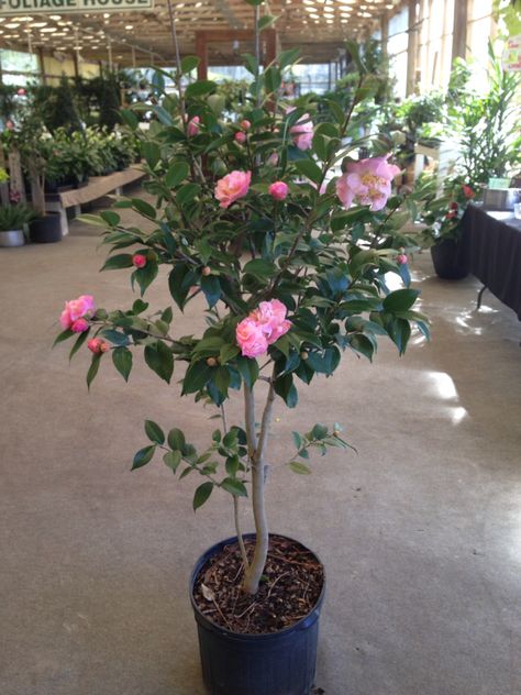 Camellia tree "High Fragrance"  This Camellia has a light, sweet fragrance! Camelia Japonica Tree, Camelia Tree, Landscape Remodel, Camellia Tree, Camellia Plant, Patio Trees, Side Yards, Zinnia Flowers, Sweet Fragrance