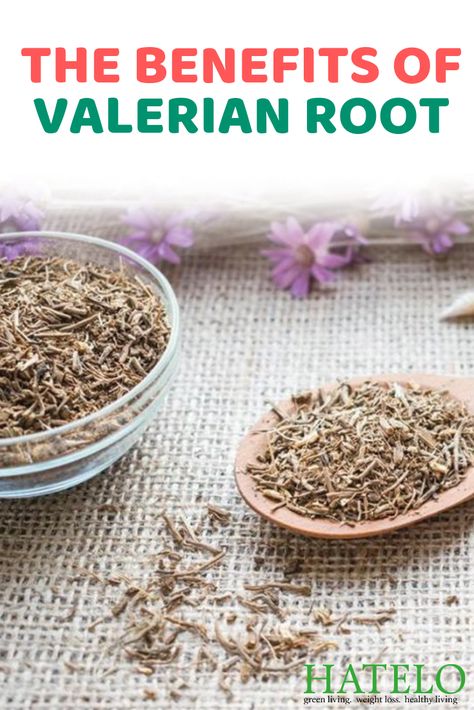 Valerian Root Tea Benefits, Valerian Tea Benefits, Benefits Of Valerian Root, Valerian Benefits, Valerian Root Benefits, Valerian Plant, Medicinal Teas, Valerian Tea, Nutritional Healing