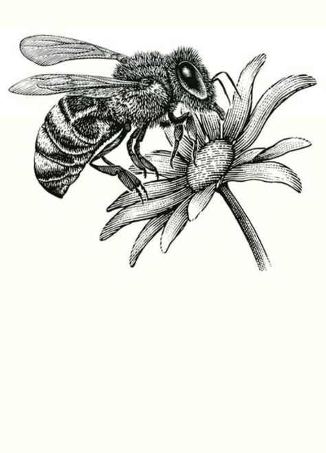 Bee And Flower Drawing, Burning Hats, Bee Outline, Bee Sketch, Dragonfly Drawing, Biology Art, Flower Line Drawings, White Drawing, Bee On Flower