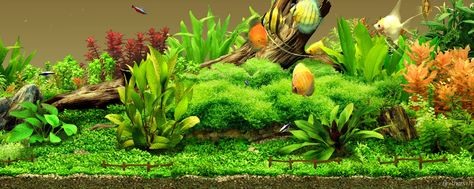 Plant Layout, Aquarium Wallpaper, Fish Tank Background, Aquarium Live Wallpaper, Custom Aquarium, Tank Wallpaper, Fish Background, Aquarium Landscape, Tropical Aquarium